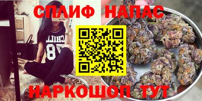 гидра Будённовск